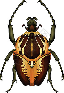 歌利亚甲虫图片