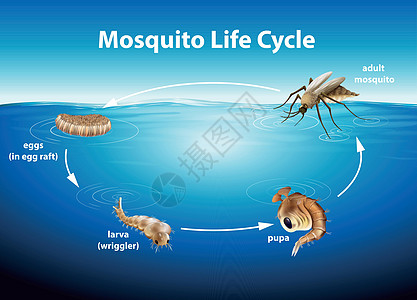 蚊子的生命周期生物学幼虫疟疾亚科绘画变体胸部双翅目蚊科动物学图片