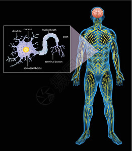 人体神经系统网络生物男性医学计算机神经男人药品生物学脊柱图片