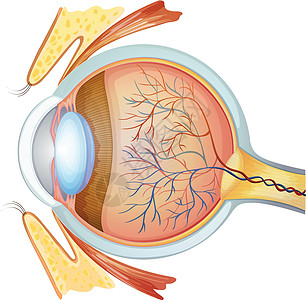 人眼横截面图片