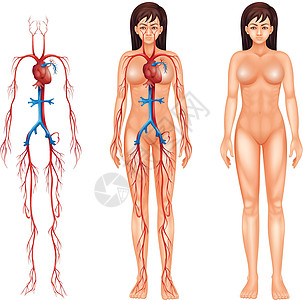 女性循环系统血浆解剖学白色网络动脉流通分配血液女士主动脉图片