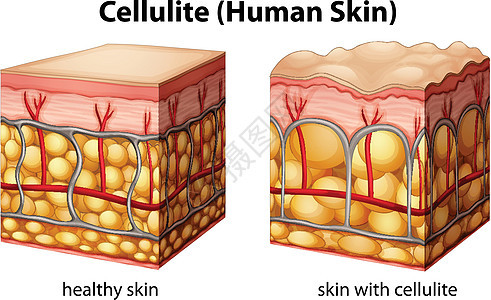 细胞素绘画毛孔血管橘皮解剖学颜料静脉科学组织插图图片