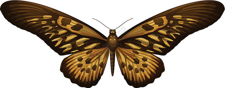 巨型非洲燕尾凤蝶 antimachu生态盘子蝴蝶昆虫鳞翅目动物翅膀动物群野生动物生物学图片