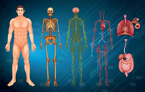 人体系统毛细血管网络气管消化骨骼神经元解剖学健康静脉癌症图片