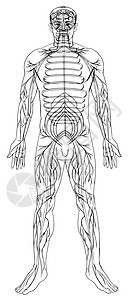 神经系统生物学生物人体医学解剖学计算机中枢神经系统艺术品器官图片