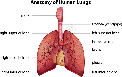 人体呼吸系统组织科学生物学空气身体绳索管道器官胸部图表图片