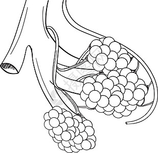 人体肺泡组织气体毛细血管插图空气科学心房绘画空腔草图图片