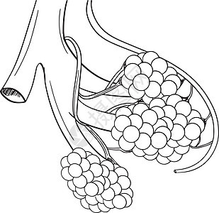 人体肺泡组织气体毛细血管插图空气科学心房绘画空腔草图图片