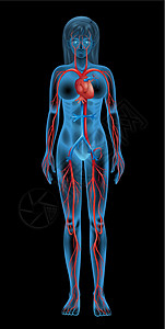 人体循环系统骨骼静脉肌肉蓝色船只器官生物学动脉上臂药品图片
