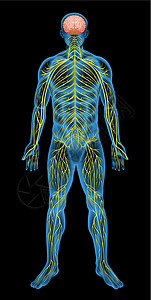 人体神经系统科学药品生物学艺术品医疗生物器官系统脊柱灯丝图片