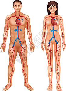 人体循环系统器官主动脉科学动脉静脉心血管药品船只树干手臂图片
