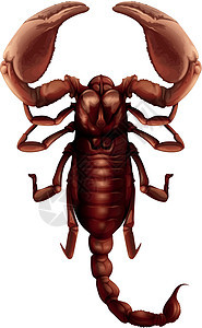 蝎子厚尾白色生活艺术食肉爪子捕食者动物食虫插图图片