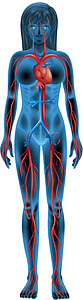 人体循环系统蓝色胸部树干血管药品心血管科学生物学插图肌肉图片