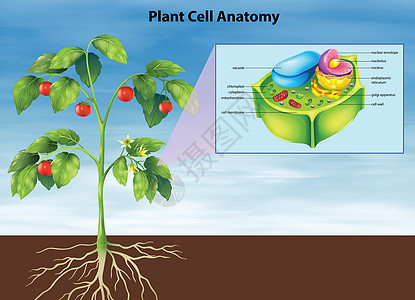 植物细胞的解剖图片