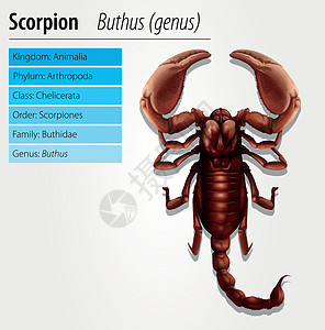 蝎子厚尾荒野生态动物动物群科学骨骼野生动物生活艺术图片