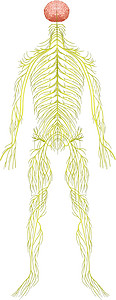 神经递质人体神经系统电机绘画解剖学轴突神经树突外设医学保健网络设计图片