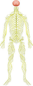 人体神经系统电机绘画解剖学轴突神经树突外设医学保健网络图片