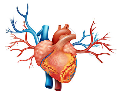 心静脉护士生物脑室生理心包主动脉肌肉动脉放射图片