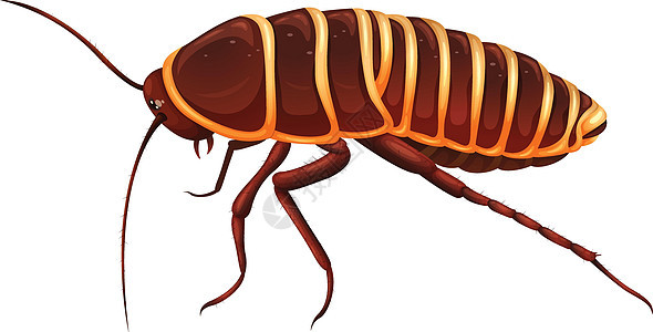 巨型蟑螂  Anamesi生物学棕色腹部蠓科艺术漏洞触角条纹下颌骨失忆症背景图片