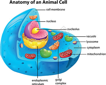 动物细胞的解剖图片
