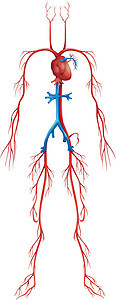 循环系统生物学学习肌肉科学静脉心血管手臂动脉插图人体图片
