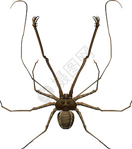 膝艺术白色捕食者食虫蜘蛛鞭子骨骼生物学下颌插图图片