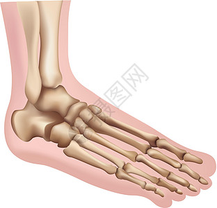 脚注脚生物学距骨跖疣楔形骨骼风湿腓骨跟骨老茧男人图片