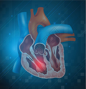 心脏病发作主动脉心室生物学草图剖面图器官插图攻击组织中庭图片