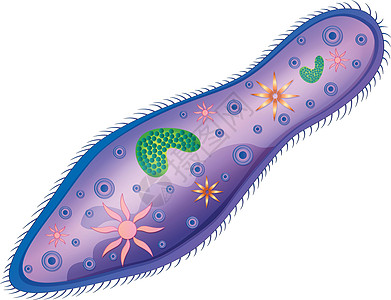 草履虫绘画动物淡水黑色毛囊作用解剖学生物学食道科学图片