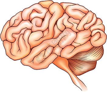 人脑生物地区白色枕骨裂片器官解剖学生物学记忆思维图片