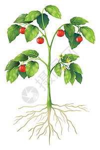 计划的一部分植物群插图成人绿色白色树叶叶子技术生物学萼片图片