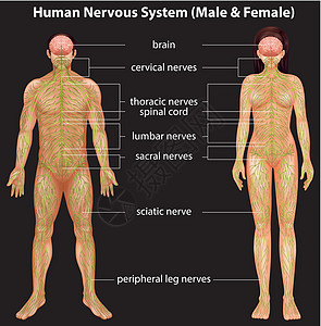 人体神经系统艺术品男人网络生物学男性神经医疗计算机插图脊柱图片