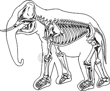 大象骨架图片