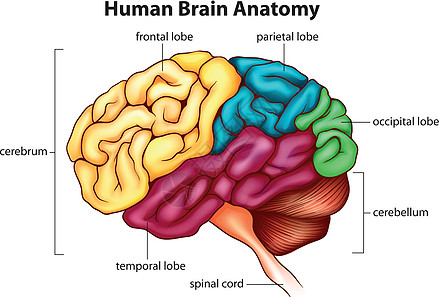 人脑裂片记忆思维生物白色医疗解剖学插图器官绘画图片