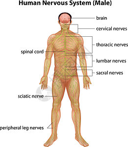 人体神经系统插图男性科学医疗生物灯丝器官脊柱系统神经图片