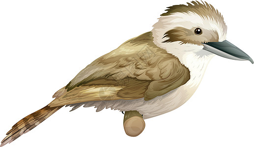 Kookaburra 光谱椎骨生物翅膀脊髓爬行动物绘画科学动物大道借词图片