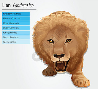 狮子生活危险动物群猫科食肉野生动物动物生物学盘子科学图片