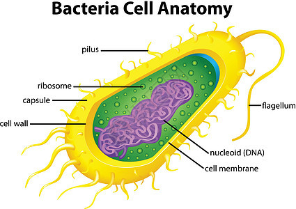 细菌细胞结构卫生保健核糖体生物显微镜病菌细胞质实验室科学质粒图片