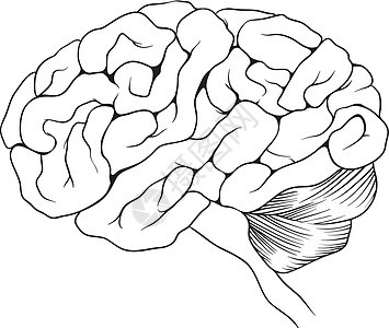 人脑器官裂片身体记忆插图小脑地区大脑技术白色图片