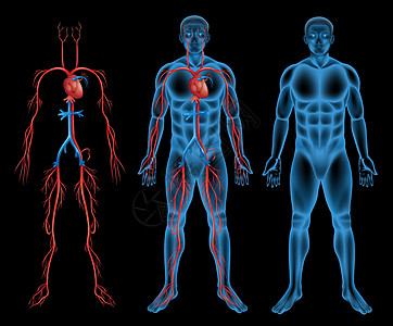 男性循环系统总动脉肱动脉股骨血液循环蓝色解剖学下腔静脉白色流通图片
