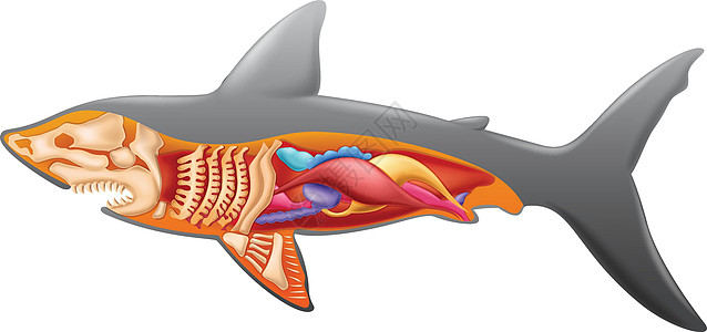 鲨鱼的解剖科学大白鲨泄殖腔捕食者中脑绘画骨盆锤头动物学蓝鲨图片
