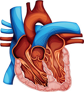 人类心脏身体剖面图绘画插图器官组织静脉草图医疗解剖学图片