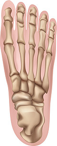 人类福生物跟骨绘画脚跟楔形前脚骨头腓骨骨骼跖骨图片