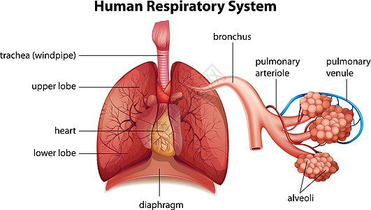 人体呼吸系统教育胸部呼吸身体健康麻袋图表生物组织气管背景图片