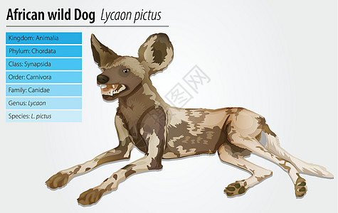 非洲非洲野狗食肉荒野插图犬类生物学动物群野生动物犬科动物生态图片
