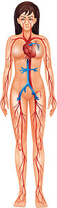 循环系统女性船只静脉胸部下腔动脉手臂科学插图上臂图片