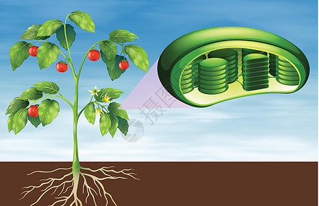 植物细胞解剖粮食溶胶细胞质绘画果胶淀粉解剖学细胞壁核仁核糖体图片