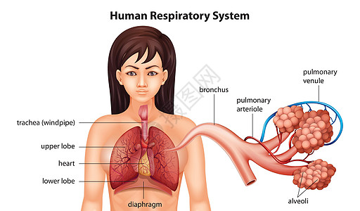 女性人体呼吸系统图片