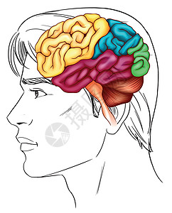 人脑绘画毒素枕骨障碍大脑哺乳动物中枢神经静脉额叶脑脊液图片