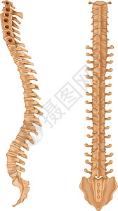 脊柱软膜尾骨骶骨解剖学椎骨绘画生理神经绳索脊椎动物图片